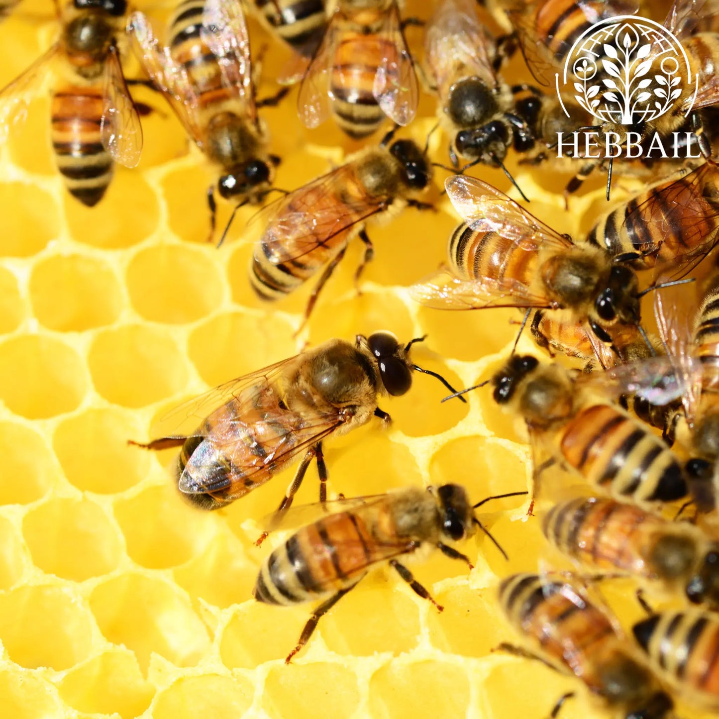 HEBBAIL Natural Tuduve Honey | 100% Pure, Raw & Unprocessed Hebbail