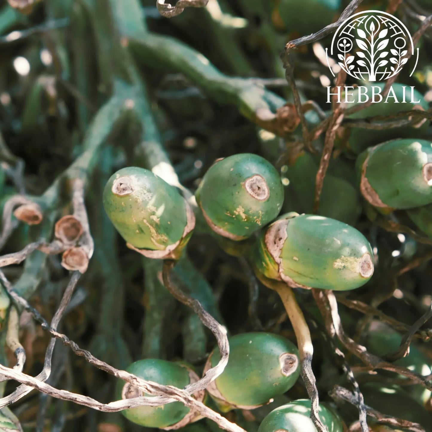 Premium Supari (Areca Nut) 100 grm | Hebbail Traditional Digestive - Hebbail